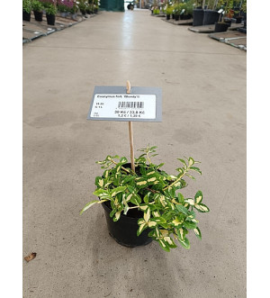 Euonymus fort. 'Blondy'® C 1 L